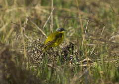 Motacilla flava thunbergi