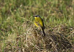 Motacilla flava thunbergi