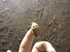 Anoxia australis