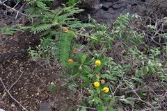 Vachellia insulae-iacobi