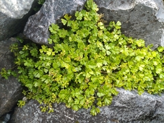 Azorella pallida