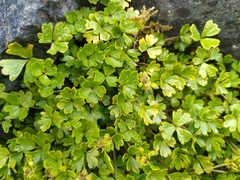 Azorella pallida