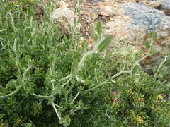 Manochlamys albicans