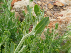 Manochlamys albicans