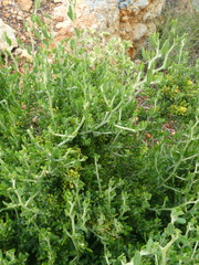 Manochlamys albicans