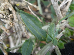 Manochlamys albicans