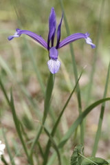 Iris sintenisii