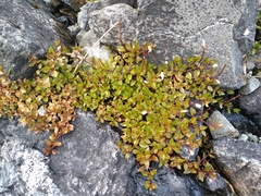 Epilobium macropus
