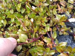 Epilobium macropus