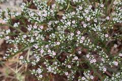 Goniolimon tataricum