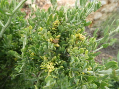 Manochlamys albicans