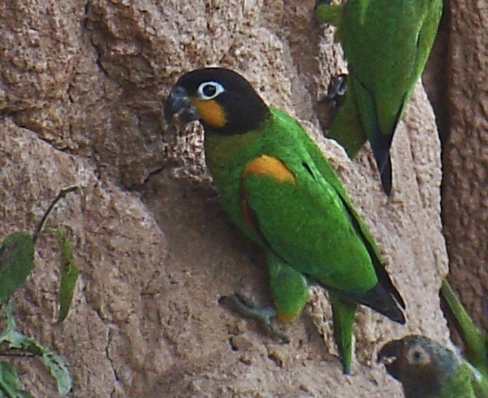 Orange-cheeked Parrot