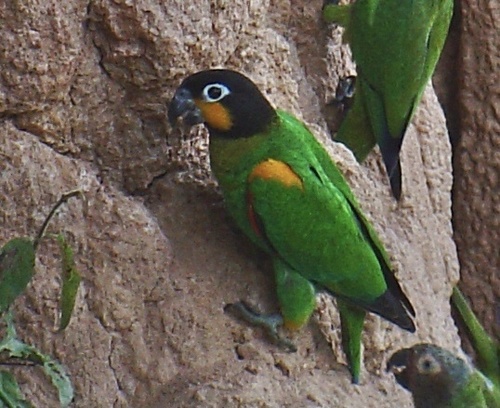 Orange-cheeked Parrot