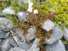 Epilobium macropus