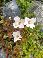 Epilobium macropus