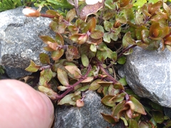 Epilobium macropus