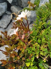 Epilobium macropus