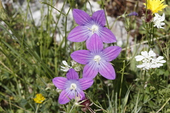 Campanula ramosissima