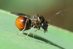 Eucharitidae