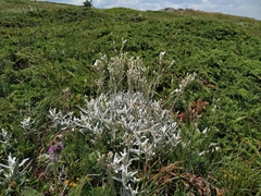 Cerastium biebersteinii