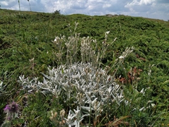 Cerastium biebersteinii