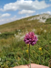 Allium rotundum jajlae