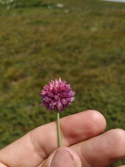 Allium rotundum jajlae
