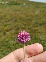 Allium rotundum jajlae