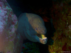 Gymnothorax unicolor