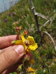 Verbascum spectabile