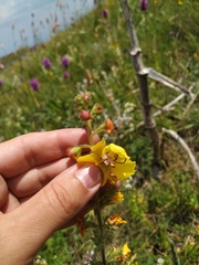 Verbascum spectabile