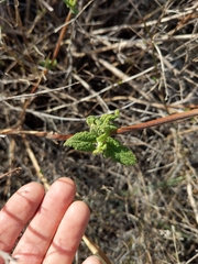 Lepechinia cardiophylla