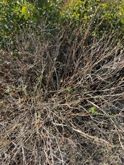 Lepechinia cardiophylla