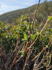 Lepechinia cardiophylla