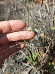 Lepechinia cardiophylla