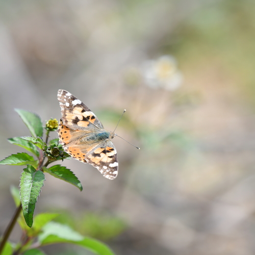 Painted Lady