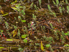 Rotala myriophylloides
