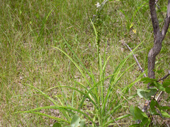 Chlorophytum longifolium