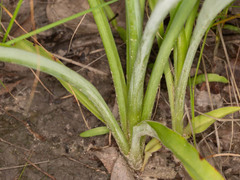 Chlorophytum longifolium