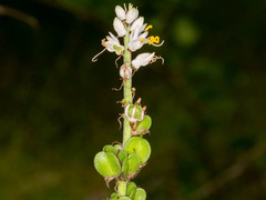 Chlorophytum longifolium