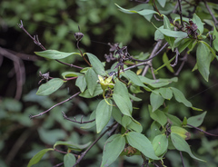 Philadelphus × lemoinei