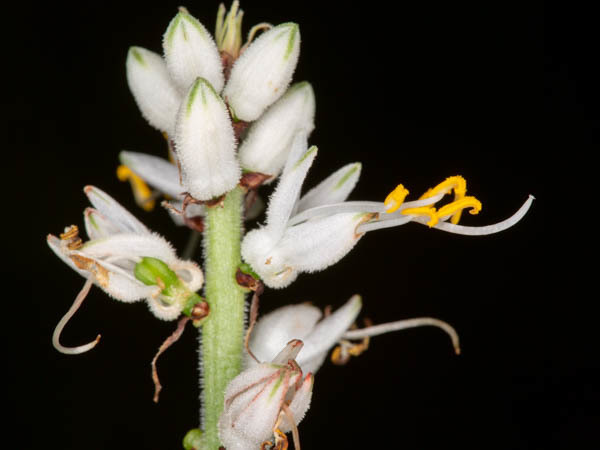 Spider plant