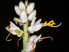 Chlorophytum longifolium