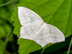 Acropteris illiturata