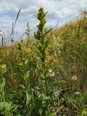 Solidago virgaurea jailarum
