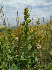Solidago virgaurea jailarum