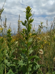 Solidago virgaurea jailarum