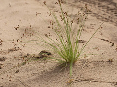 Bulbostylis hispidula