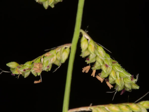 Echinochloa colona iNat (1)