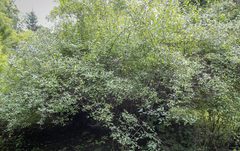 Philadelphus × lemoinei